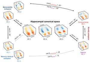 Figure 2. Comparison between canonical components and functional subspaces of the hippocampus