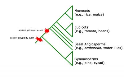 New Genetic Study Helps to Solve Darwin's Mystery about the Ancient Evolution of Flowering Plants