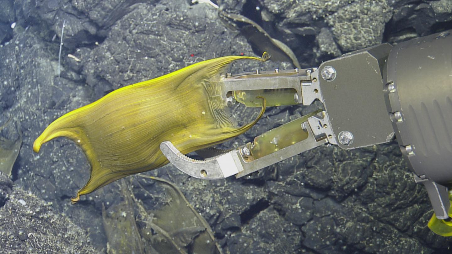 Skate Egg Recovered by ROV
