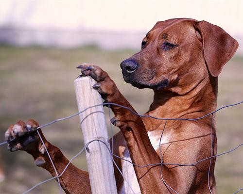 Rhodesian Ridgeback