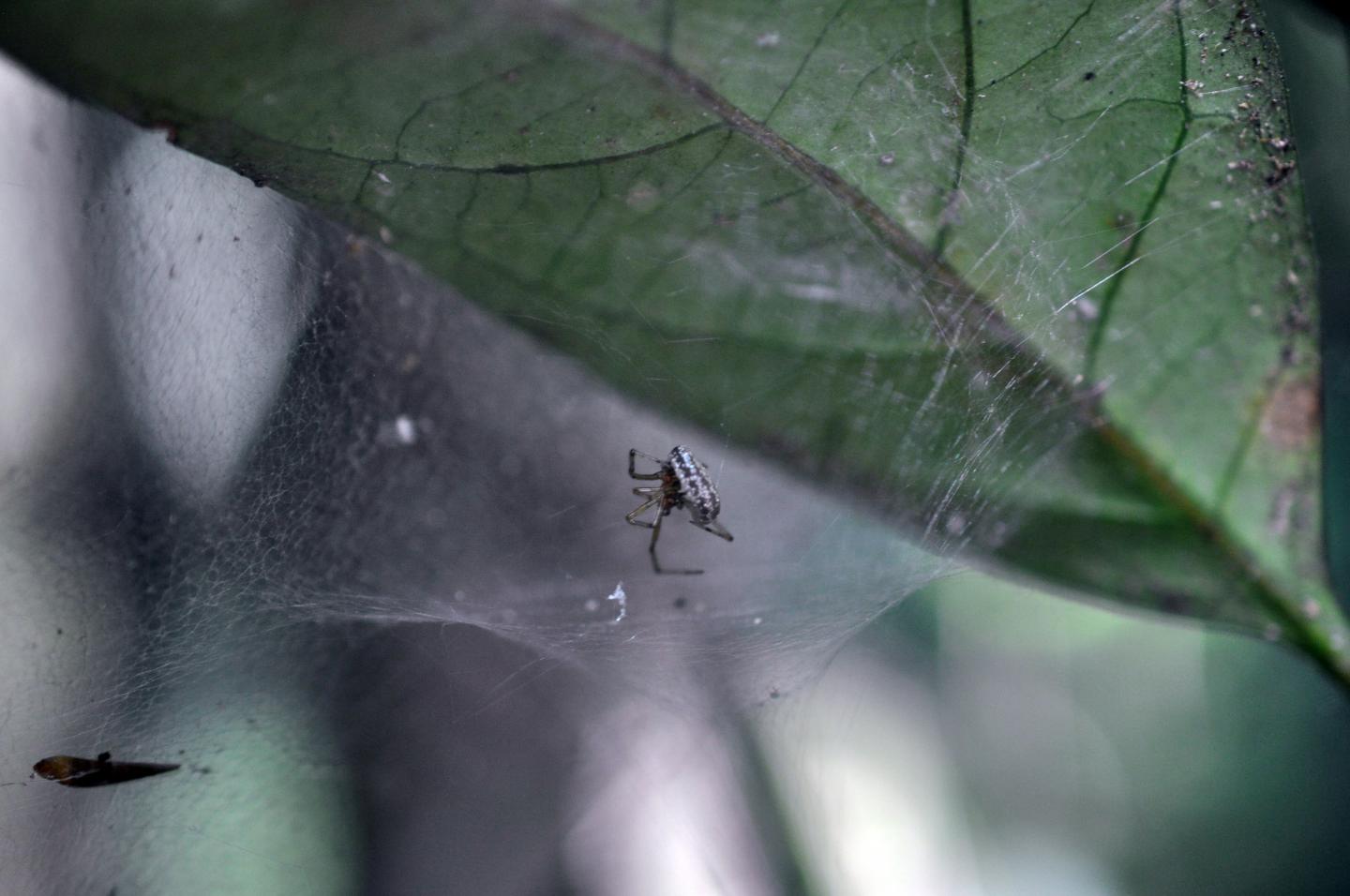 Zatypota Larva Killing Its Host