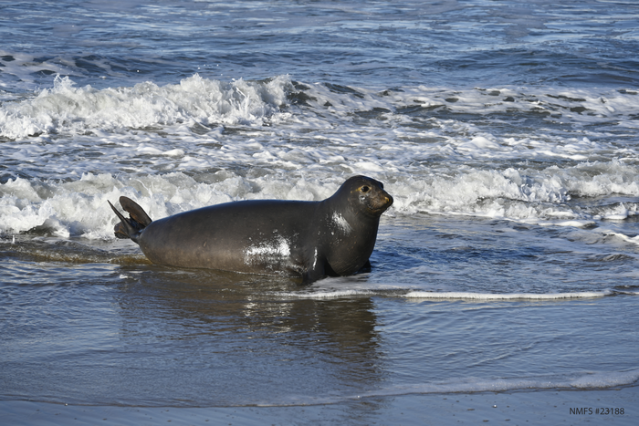 Pregnant female elephant seal
