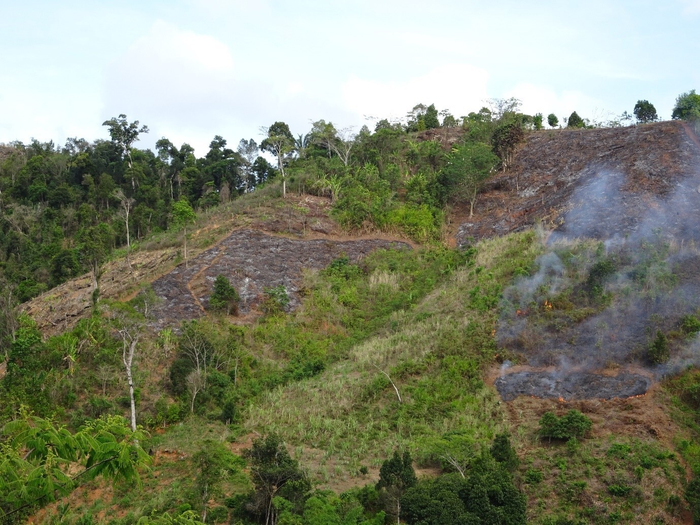 Burning fields for rice cultivation