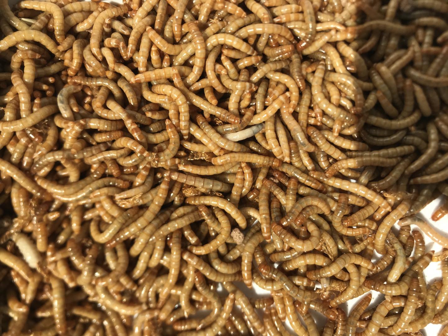Yellow Mealworms