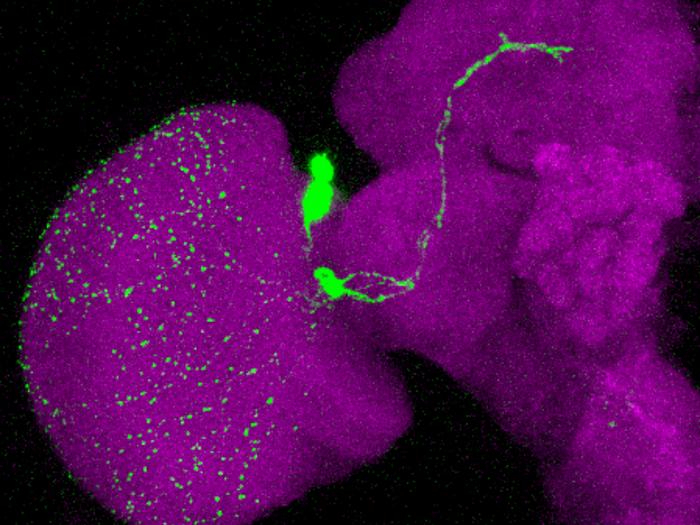 The neuropeptide gene Pdf as a hotspot locus for circadian plasticity evolution