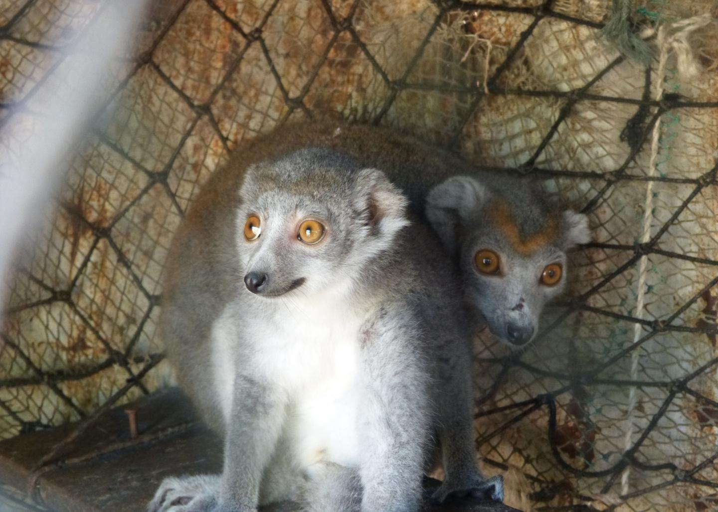 Pet Lemurs in Madagascar
