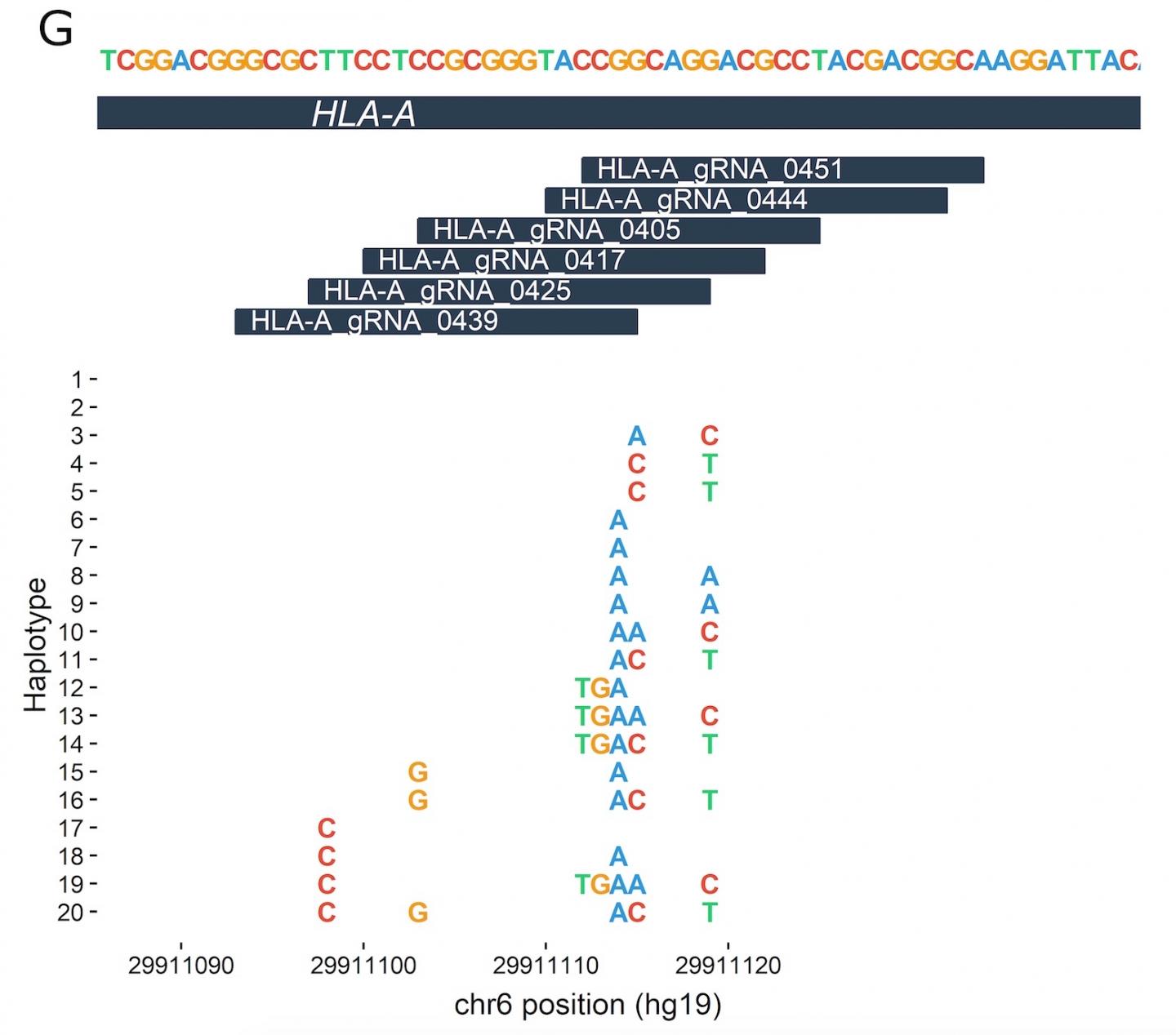 Genetic Variation Among CRISPR-Cas9 Target Regions
