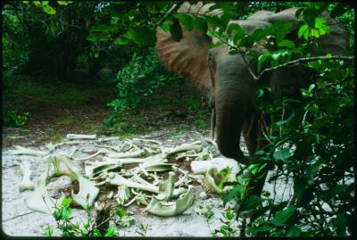 Forest Elephant and Bones