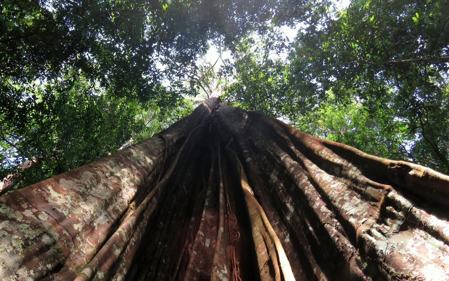 Drought in the Amazon Affects Larger Trees More Severely