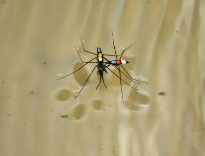Water Striders Mating