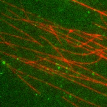 Motorproteine bewegen sich entlang Mikrotubuli