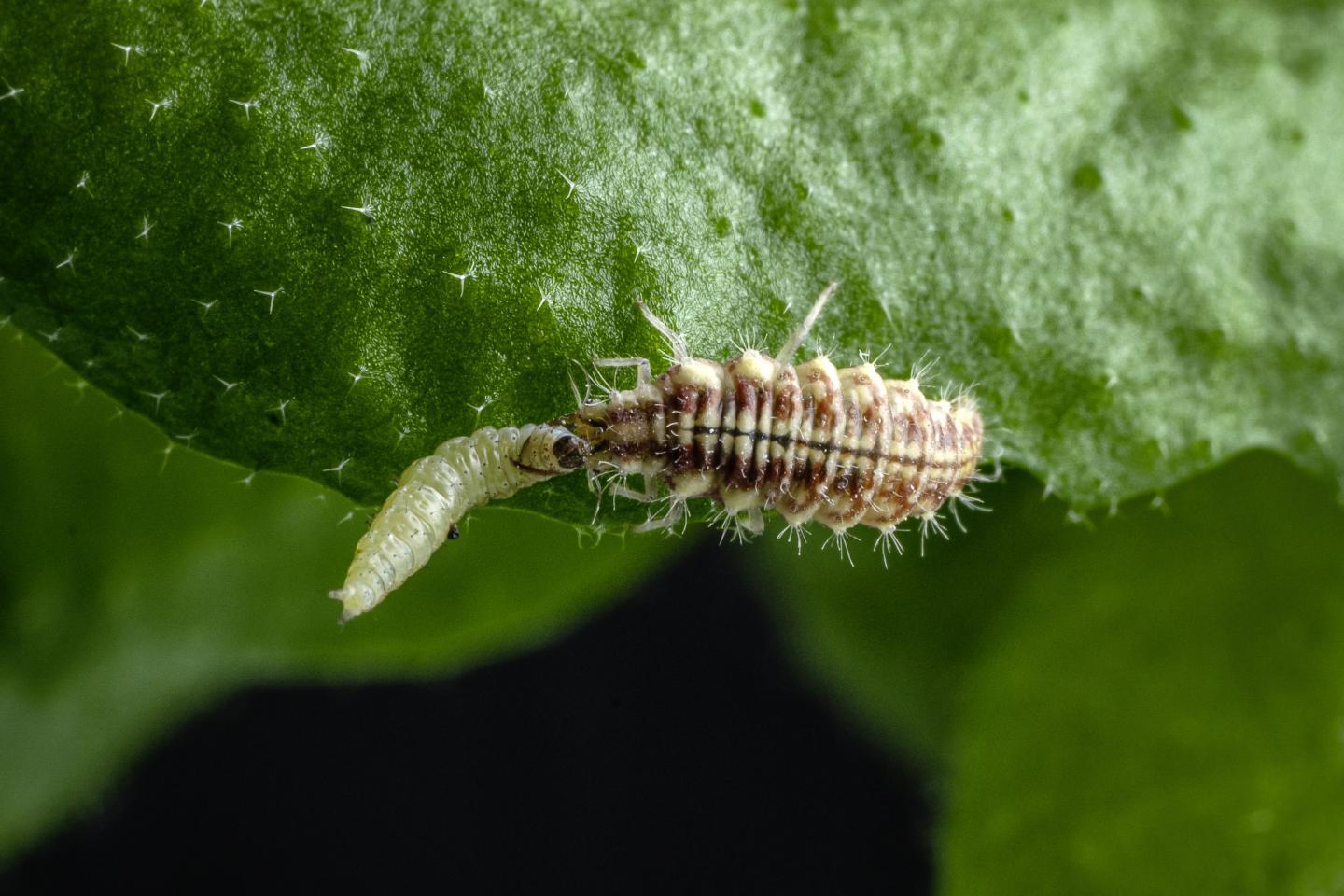 Chrysoperla carnea attacking Plutella xylostella