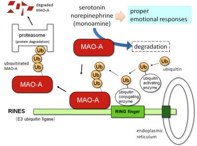 RINES Promotes the Ubiquitination of MAO-A