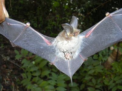 New Species of Sucker-Footed Bat (M. schliemanni) with Open Wings