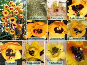 Photographs of Habit, floral traits, and oil-bees on oil-offering Dendrobium and Cucurbitaceae species in Malipo County, southern Yunnan.