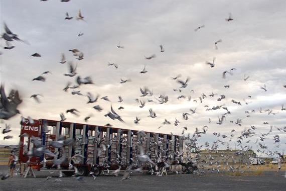 Racing Pigeon Performance