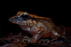 Les amphibiens utilisent des cris inaudibles pour les humains