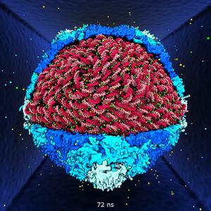 Atom level model of HK97 virus capsid packed with DNA