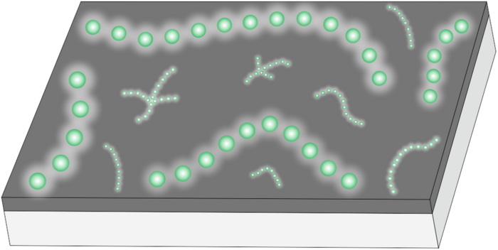 Schematic reconstruction of Horodyskia moniliformis (larger beads) and Horodyskia minor (smaller beads).