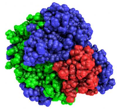 3-D Space-Filling Model of Engineered Cellulase Enzyme