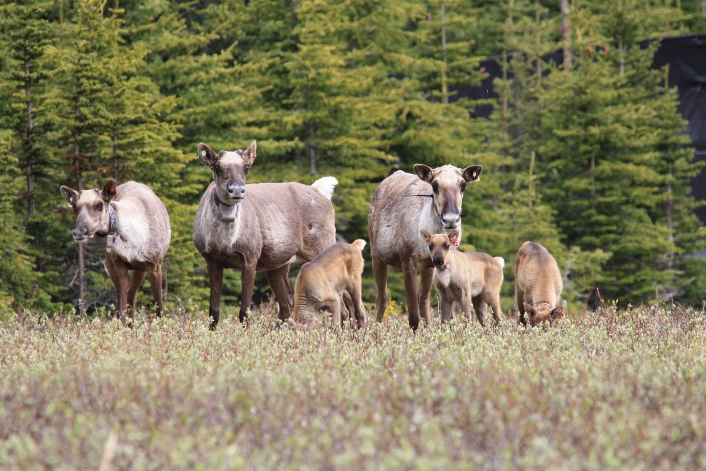 Woodland Caribou in the Klinse-Za Maternity Pen (2 of 2)