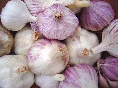 Sustainably Grown Garlic