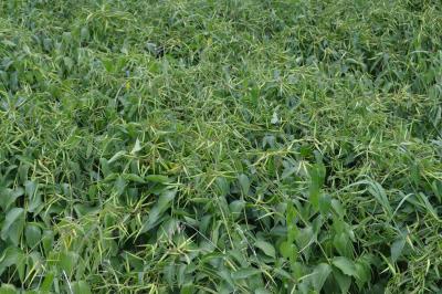 <i>V. rossicum</i> in Natural Environment