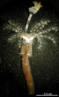 Adult Marine Tubeworm <i>Hydroides elegans</i>