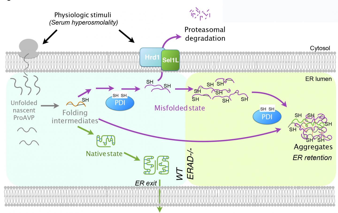 Model of Hormone Quality Control Discovery