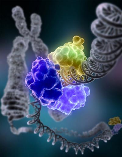 Huge Human Gene Study Includes Penn State University Research