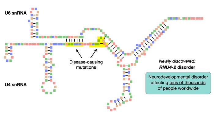 Newly discovered RNU4-2 disorder