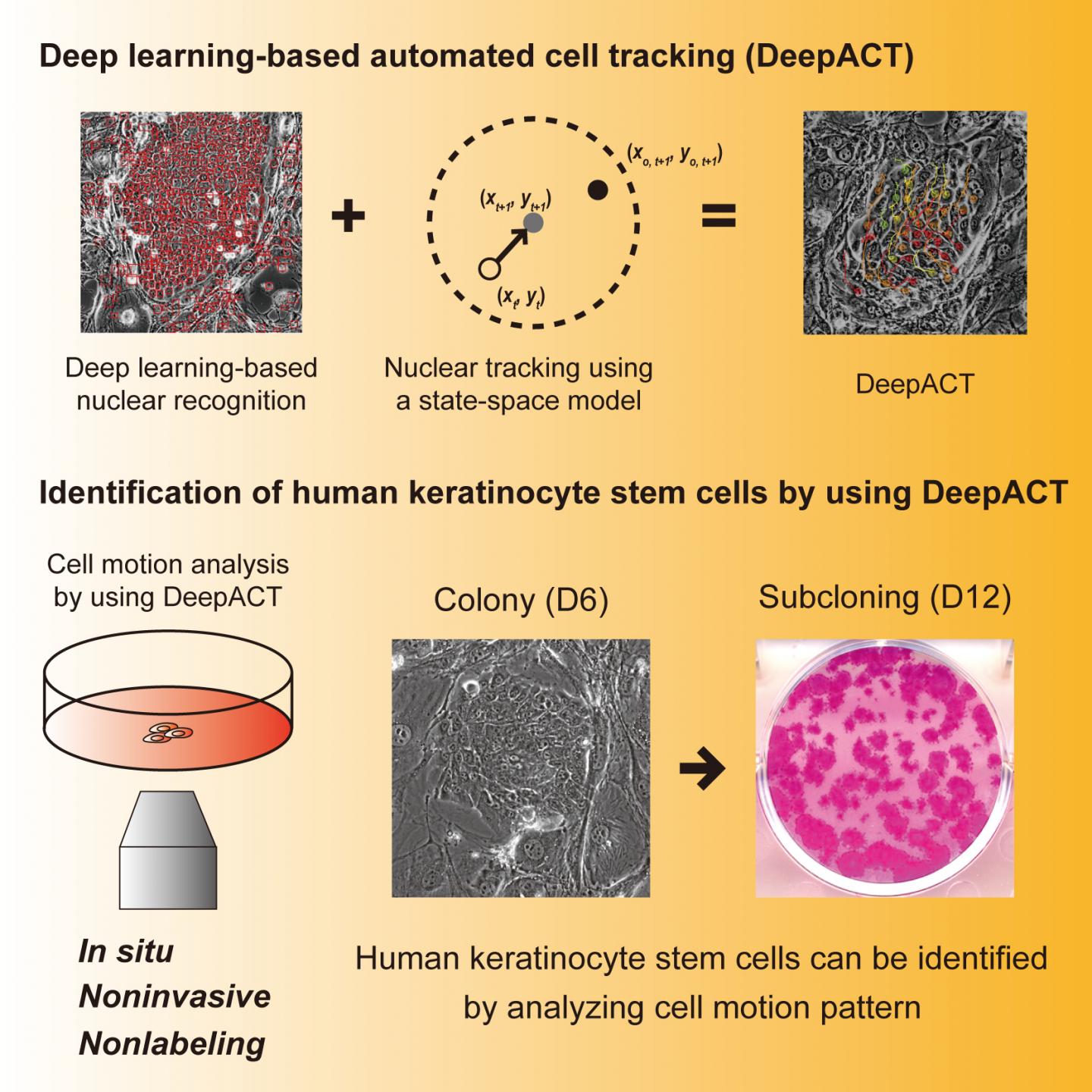 Deep learning-based automated cell tracking (DeepACT) for identification of human keratinocyte stem cells.