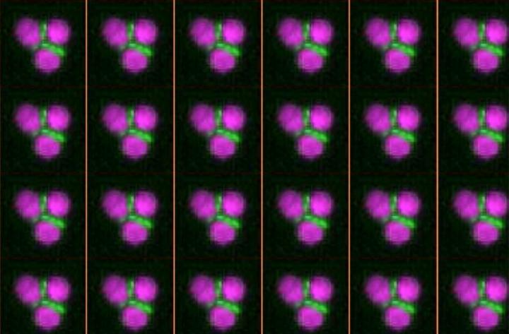 Circulating Tumor Cell Clusters