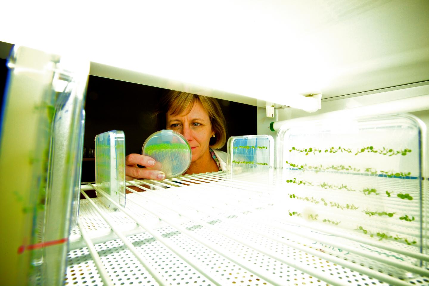 Julia BaileySerres, Universit [IMAGE] EurekAlert! Science News Releases