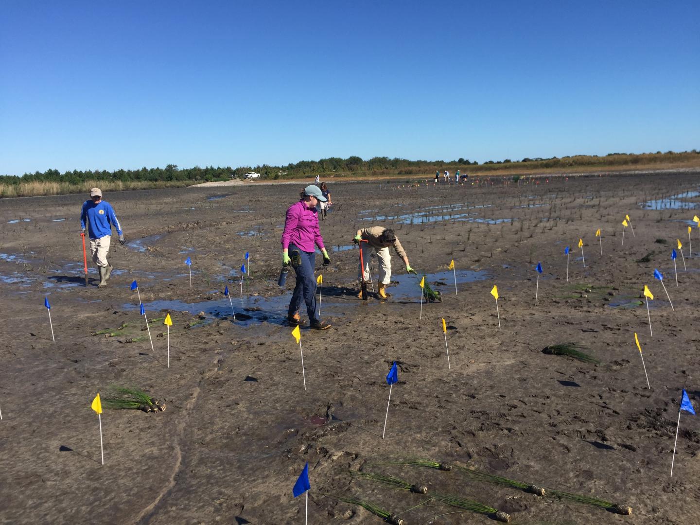 Florida Test Site Planting