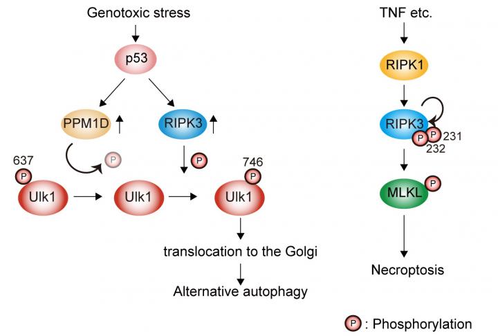 Elucidation of Regulatory Mechanism of Ulk1 in Alternative Autophagy.