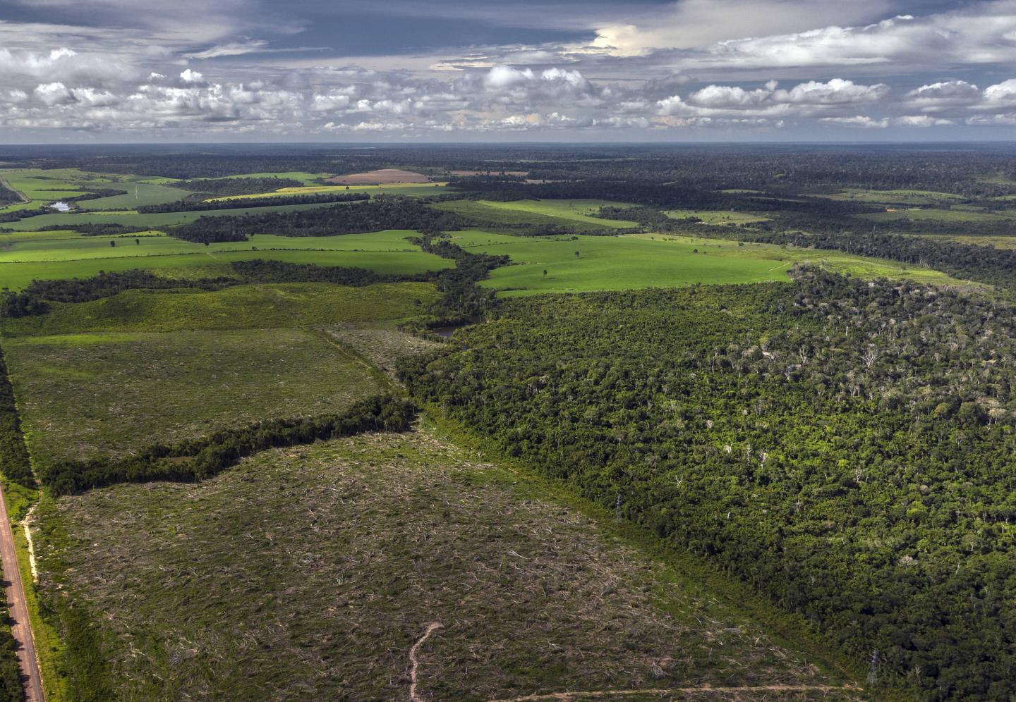 Drone Image Showing Forest Fragmentation