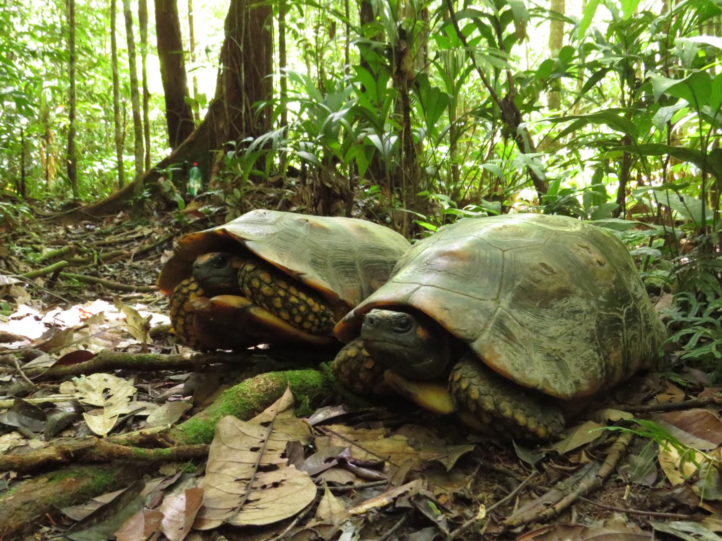 Yellow-Footed Tortoise