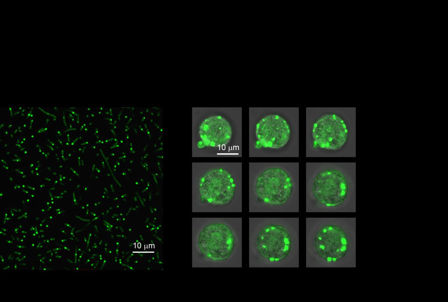 Artificial Organelles in Cells