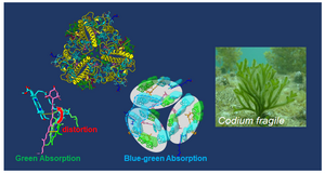 Unique structure of the marine green macroalga Codium fragile