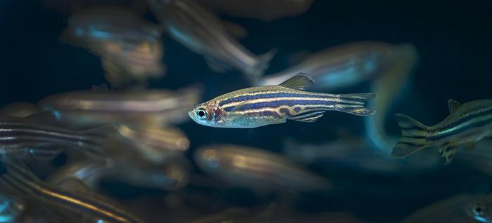 Zebrafish