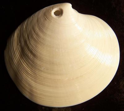 Drilled Clam