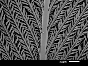 Magnified sandgrouse feather
