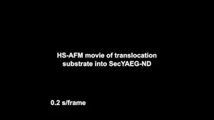 Visualization of protein translocation mediated by the SecYEG-SecA complex