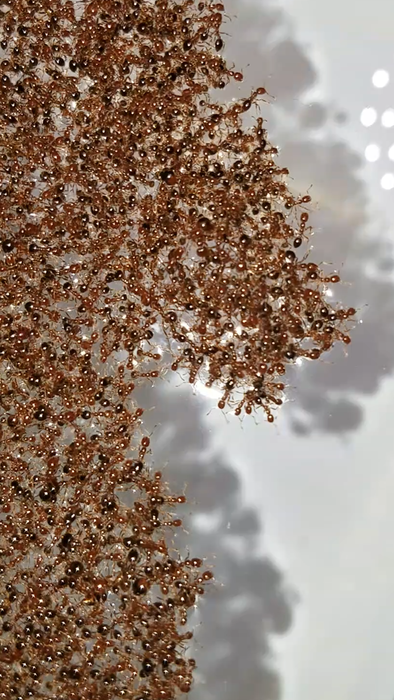 Close up of an ant raft