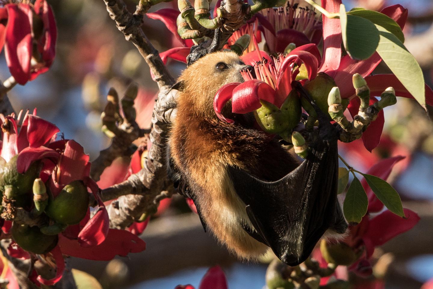 Protecting Island Flying Foxes in the Face of Looming Threats (3 of 6)