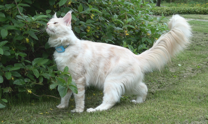 Cat with GPS tracker