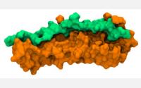 Image Showing Human Fibronectin, Orange, Bound to Fibronectin-binding Protein A, Green, from Staph