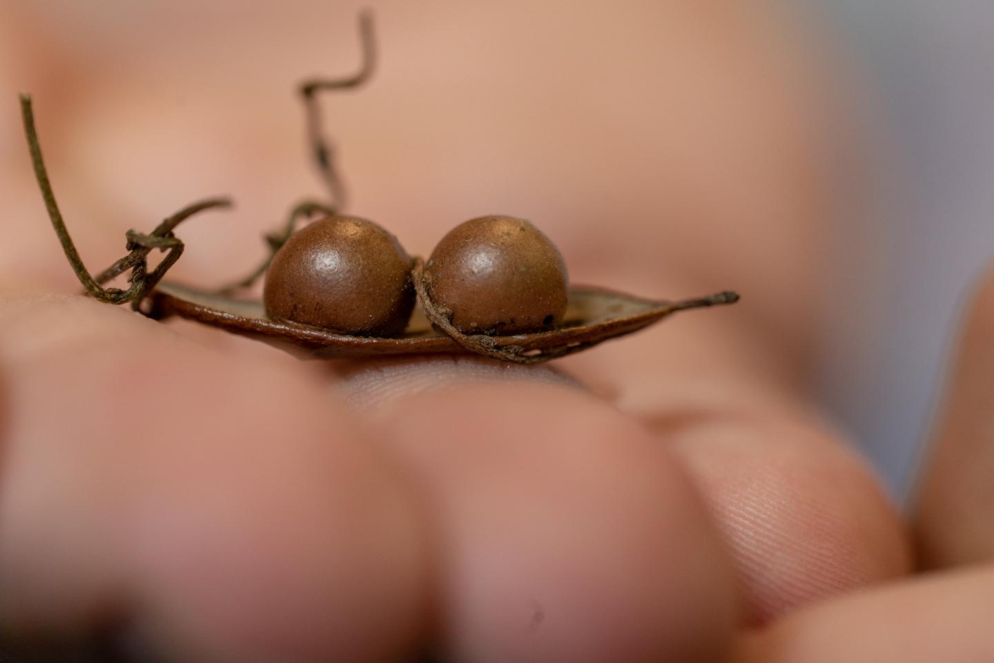 Galls for Developing Wasps