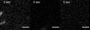 Actin filaments (Alexa488) polymerized by SLB tethered formin